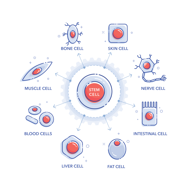 stem-Cell-Essentials_Main